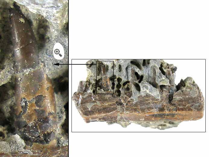 Dent fossile de Poisson Divers Jurassique Boulonnais