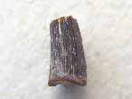 Dent fossile de Reptile du jurassique Boulonnais