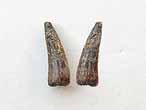 Dent fossile de Reptile du jurassique Boulonnais