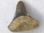 Dent fossile de Poisson du jurassique Boulonnais