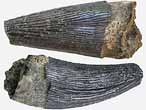 Dent fossile de Reptile du jurassique Boulonnais