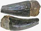 Dent fossile de Reptile du jurassique Boulonnais