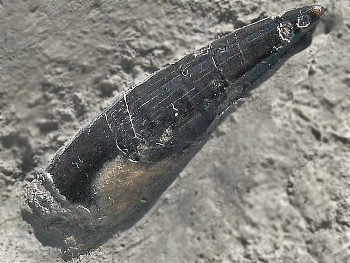Hypsocormus : dent - fossile jurassique Boulonnais