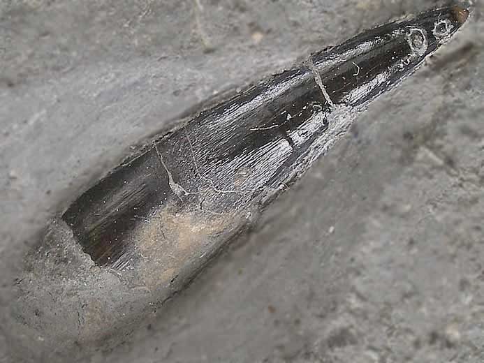 Hypsocormus : dent - fossile jurassique Boulonnais
