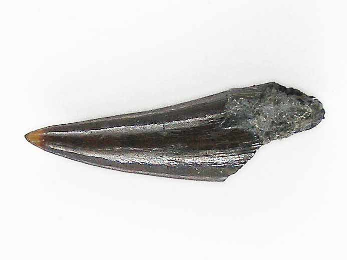 Hypsocormus : dent - fossile jurassique Boulonnais