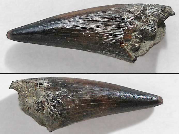 Hypsocormus : dent - fossile jurassique Boulonnais