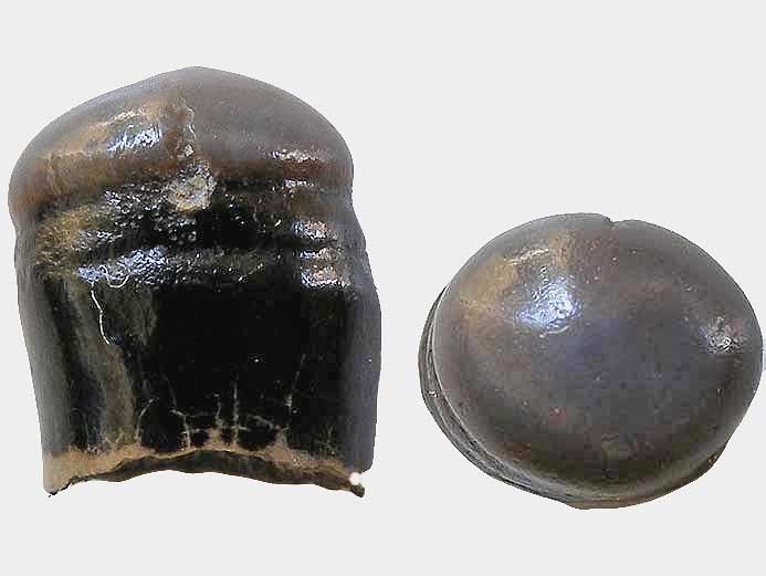 Dent de Poisson Semionotiforme fossile jurassique Boulonnais