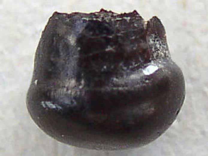 Dent de Poisson Semionotiforme jurassique Boulonnais