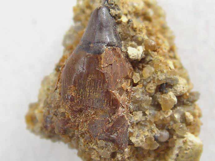 Photo dent marginale Lepidotes fossile jurassique Boulonnais