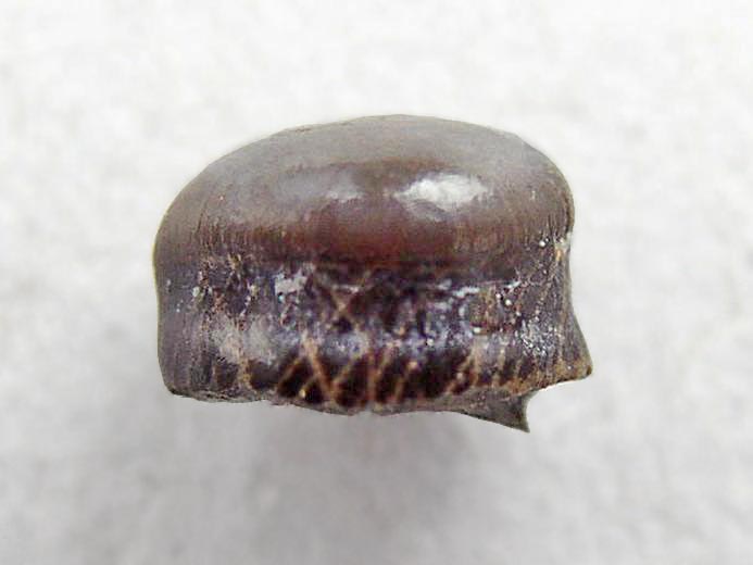 Photo dent marginale Lepidotes fossile jurassique Boulonnais