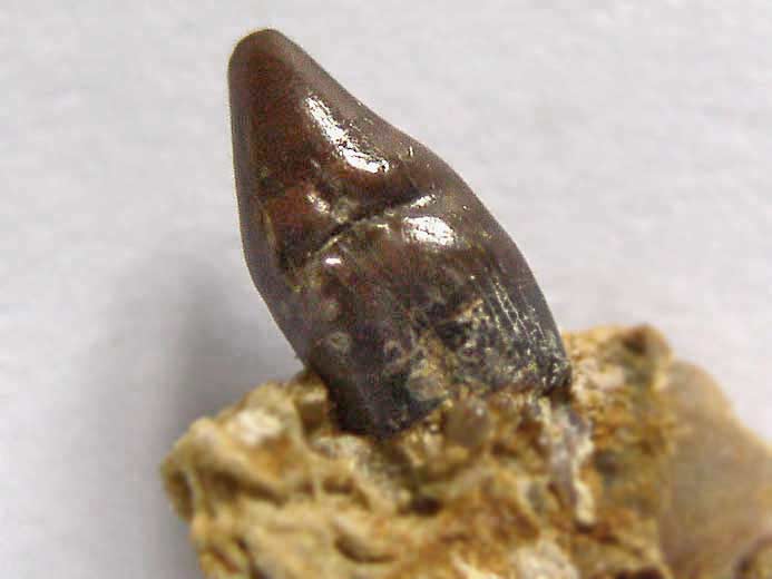 Photo dent marginale Lepidotes fossile jurassique Boulonnais