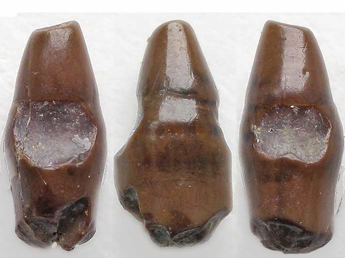 Photo dent marginale Lepidotes fossile jurassique Boulonnais