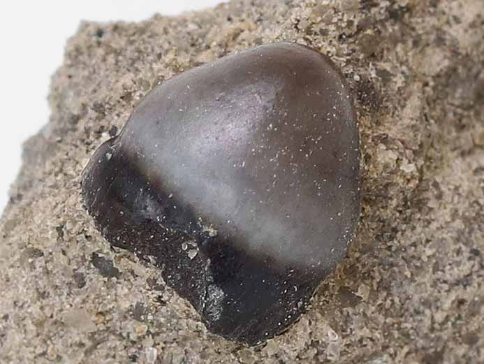 Dent de Lepidotes / Scheenstia maximus - fossile jurassique Boulonnais