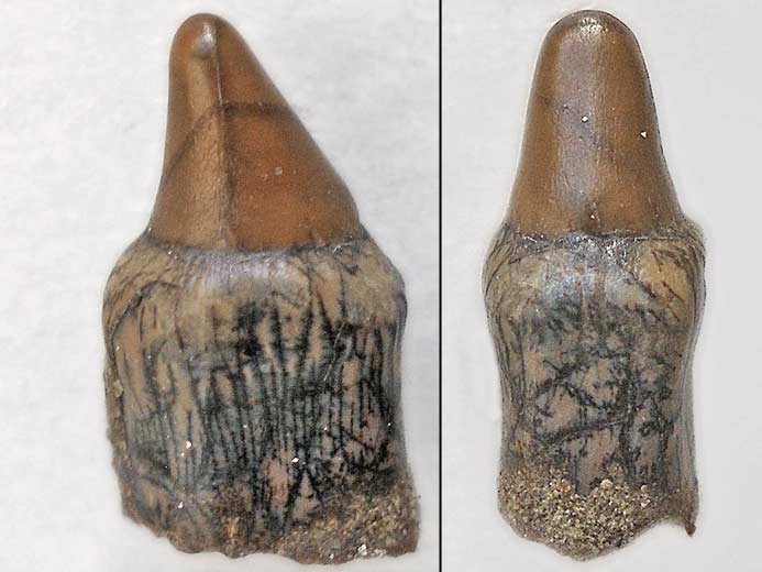 Photo dent marginale Lepidotes fossile jurassique Boulonnais