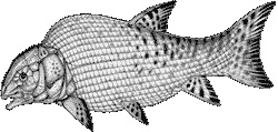 LEPIDOTUS