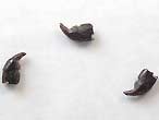 Dent fossile de Lepidotes (Lepidotus) du jurassique Boulonnais