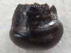 Dent fossile de Semionotiforme du jurassique Boulonnais