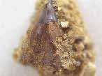 Dent fossile de Lepidotes (Lepidotus) du jurassique Boulonnais