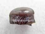 Dent fossile de Lepidotes (Lepidotus) du jurassique Boulonnais