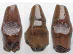 Dent fossile de Lepidotes (Lepidotus) du jurassique Boulonnais
