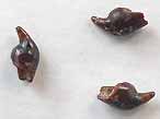 Dent fossile de Lepidotes (Lepidotus) du jurassique Boulonnais