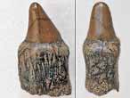 Dent fossile de Lepidotes (Lepidotus) du jurassique Boulonnais