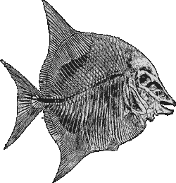 PYCNODUS