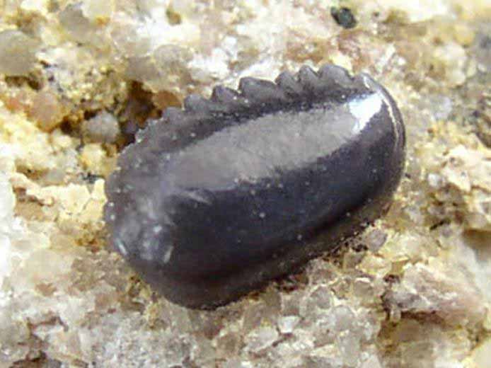 Photo dent Pycnodontidae fossile jurassique Boulonnais