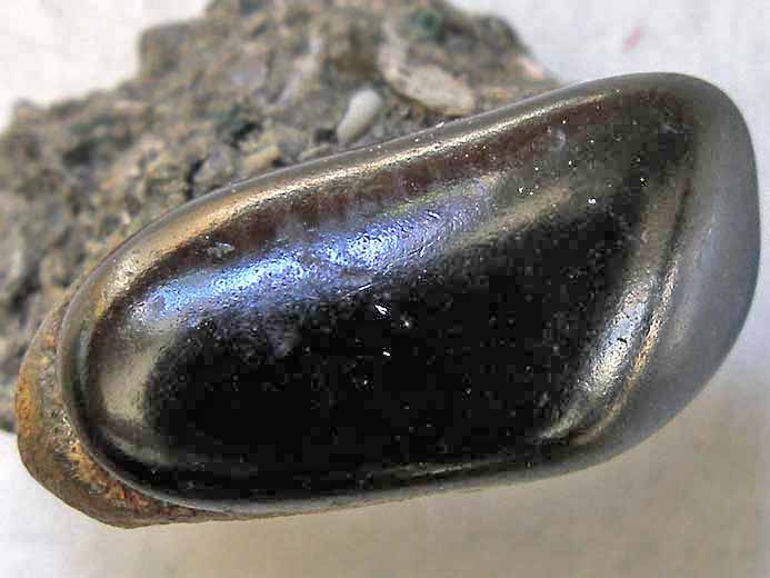 Dent de Poisson Pycnodontidae fossile jurassique Boulonnais