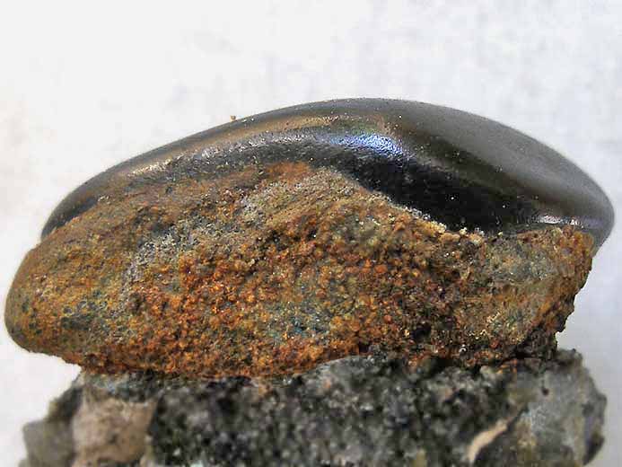 Dent de Poisson Pycnodontidae fossile jurassique Boulonnais