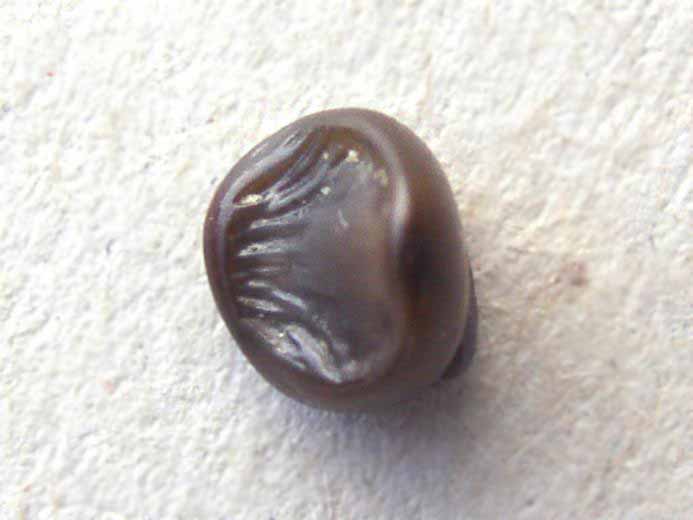 Dent de Pycnodus fossile jurassique du Boulonnais