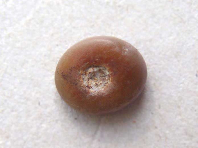 Dent Pycnodus fossile jurassique Boulonnais