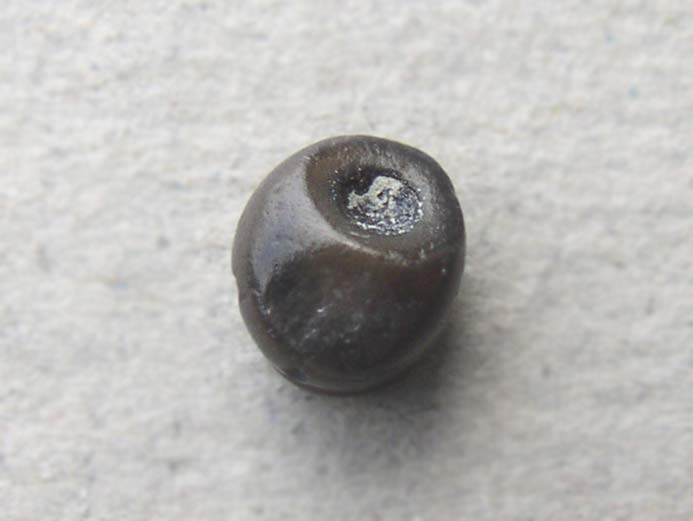 Dent Pycnodus fossile jurassique Boulonnais