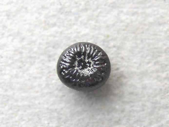 Photo dent Athrodon fossile jurassique Boulonnais