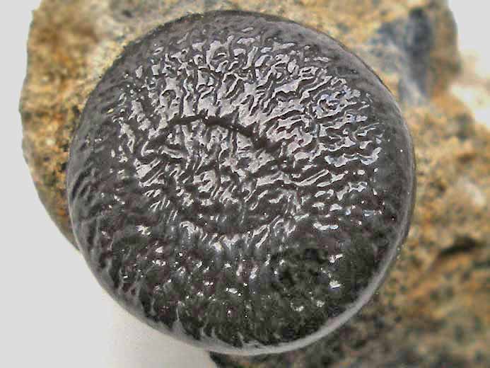 Dent poisson Gyrodus fossile jurassique du Boulonnais
