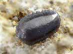 Dent fossile de Pycnodus du jurassique Boulonnais