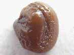 Dent fossile de Gyrodus du jurassique Boulonnais