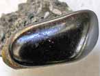 Dent fossile de Pycnodus du jurassique Boulonnais