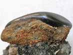Dent fossile de Pycnodus du jurassique Boulonnais