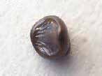 Dent fossile de Pycnodus du jurassique Boulonnais