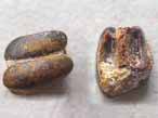 Dent fossile de Pycnodus du jurassique Boulonnais