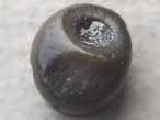 Dent fossile de Pycnodus du jurassique Boulonnais