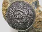 Dent fossile de Gyrodus du jurassique Boulonnais