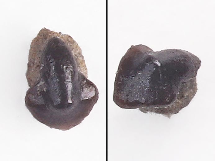 Raie : dent de Poisson fossile jurassique Boulonnais