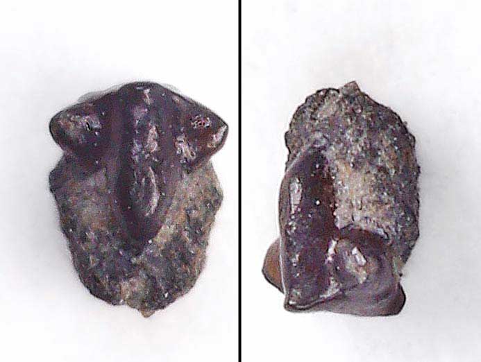 Raie : dent de Poisson fossile jurassique Boulonnais
