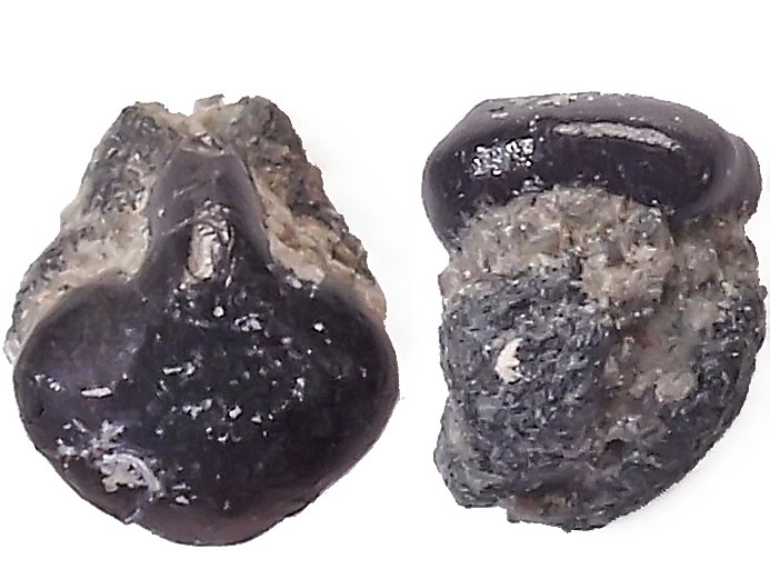Raie : dent de Poisson fossile jurassique Boulonnais