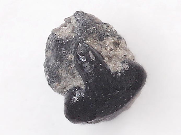 Raie : dent de Poisson fossile jurassique Boulonnais
