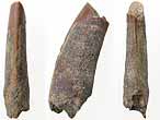 Dent fossile de Ptrosauriens (Pterodactylus, Rhamphorhynchus) du jurassique Boulonnais