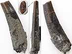 Dent fossile de Ptrosauriens (Pterodactylus, Rhamphorhynchus) du jurassique Boulonnais