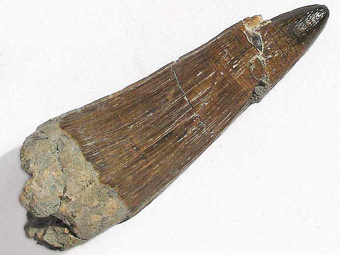 Crocodilien fossile: dent jurassique du Boulonnais